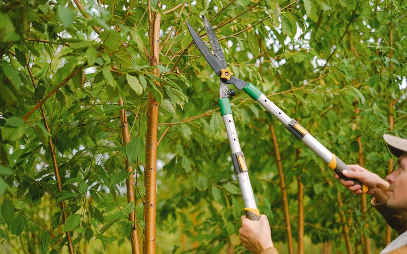 Tree trimming in Oswego, IL